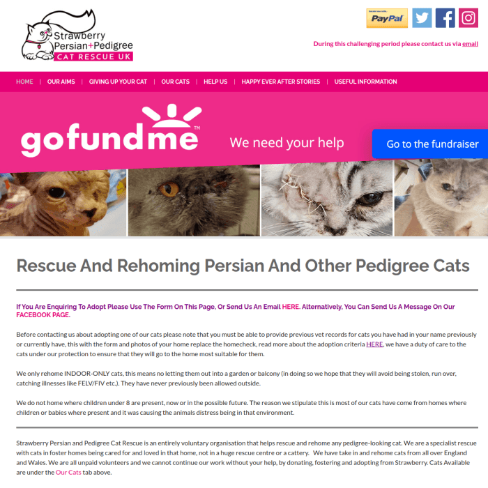 Strawberrypersianpedigreecatrescue Co